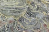 Polished Stromatolite From Russia - Million Years #91808-1